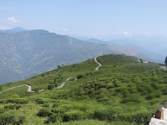 Rangli Ranglot Tea Garden